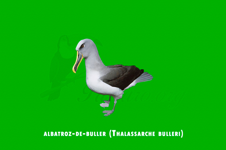 albatroz-de-buller (Thalassarche bulleri)