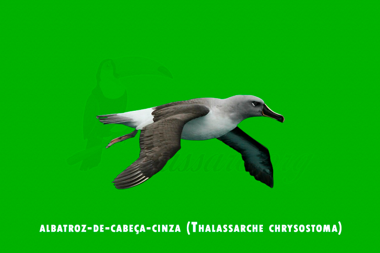 albatroz-de-cabeça-cinza (Thalassarche chrysostoma)