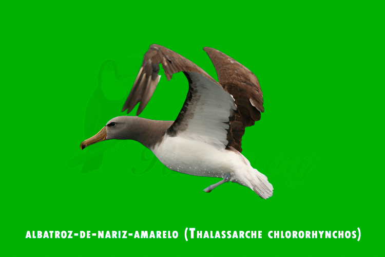 albatroz-de-nariz-amarelo (Thalassarche chlororhynchos)