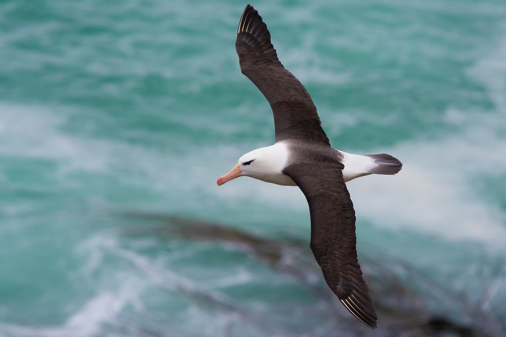 albatroz-de-sobrancelha 