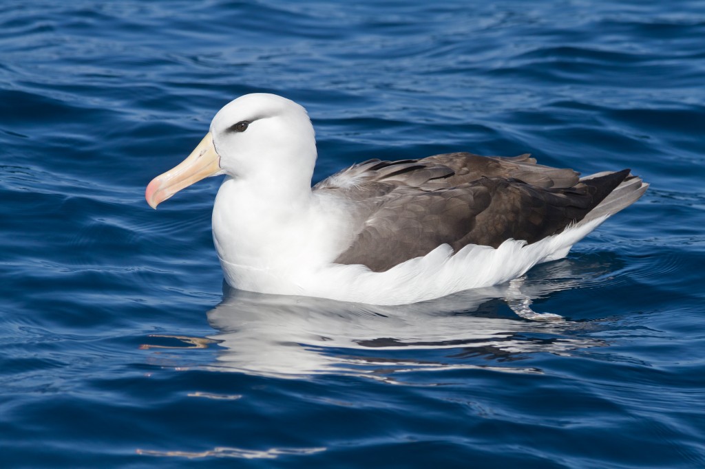 albatroz-de-sobrancelha 