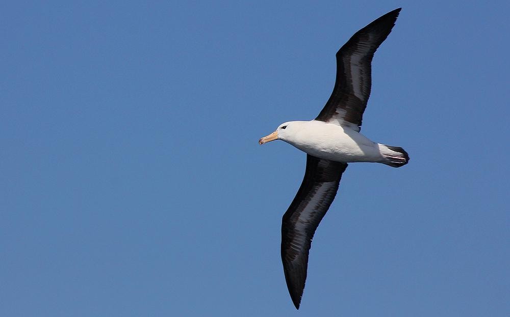 albatroz-de-sobrancelha 