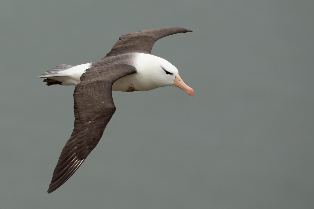 albatroz-de-sobrancelha 