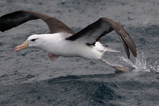 albatroz-de-sobrancelha 