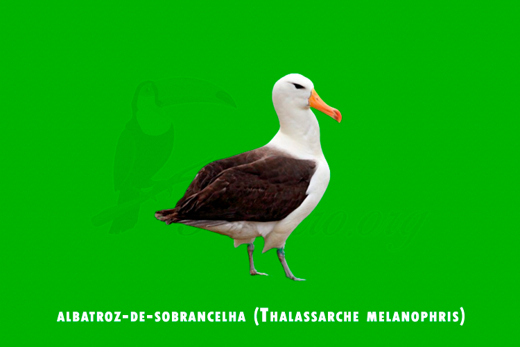 albatroz-de-sobrancelha (Thalassarche melanophris)