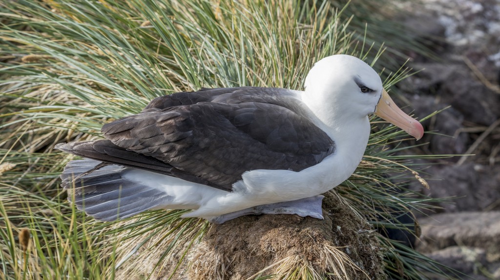 albatroz-de-sobrancelha