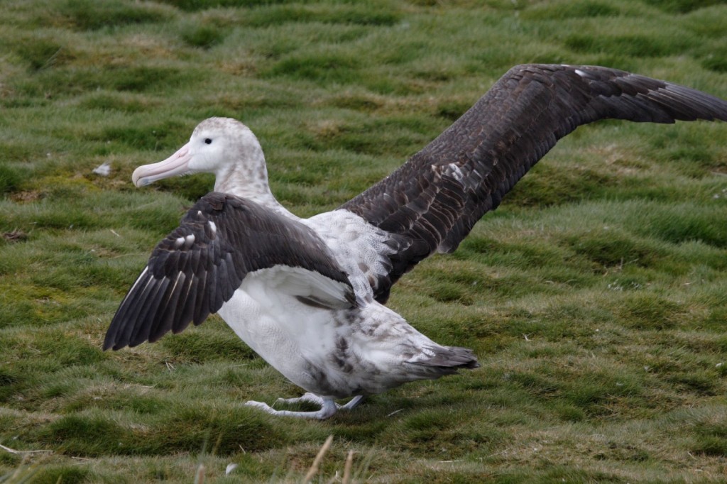 albatroz-de-tristao