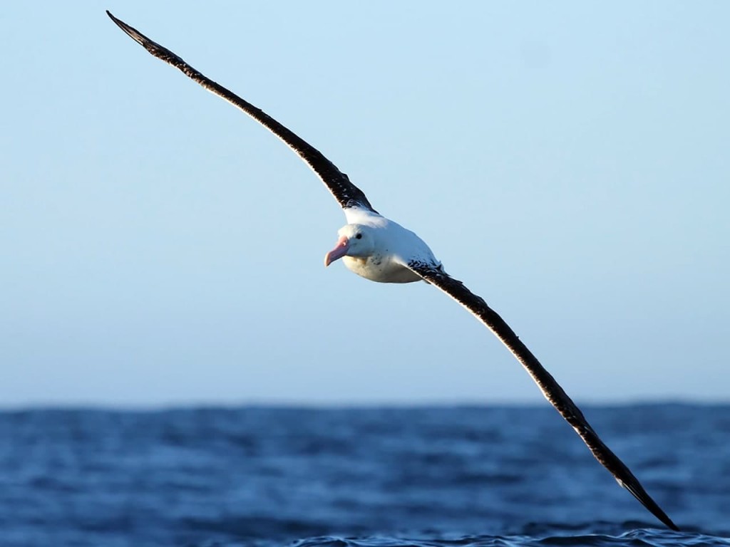 albatroz real do norte