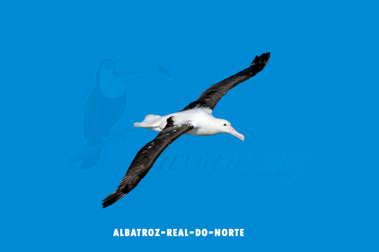 albatroz-real-do norte