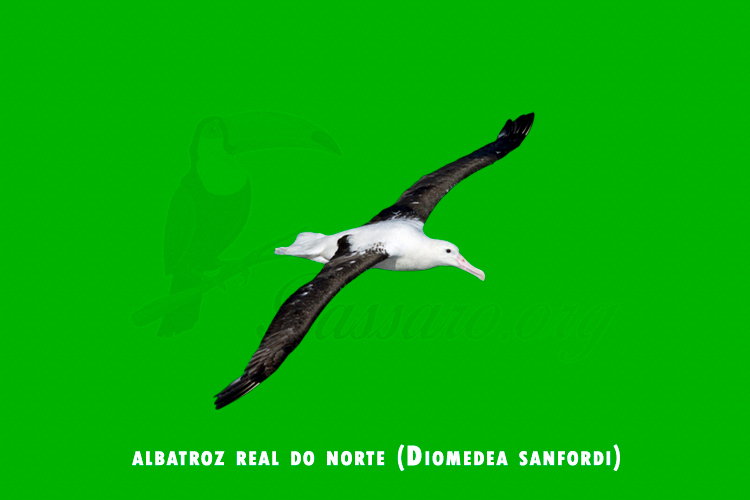 albatroz real do norte (Diomedea sanfordi)