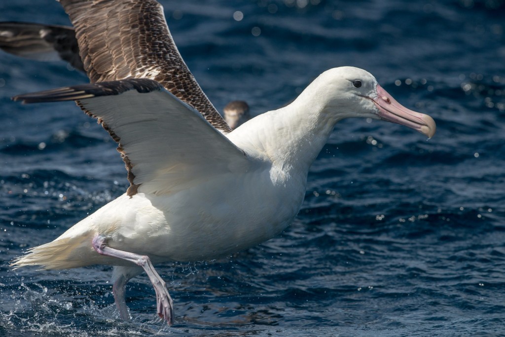 albatroz real do norte