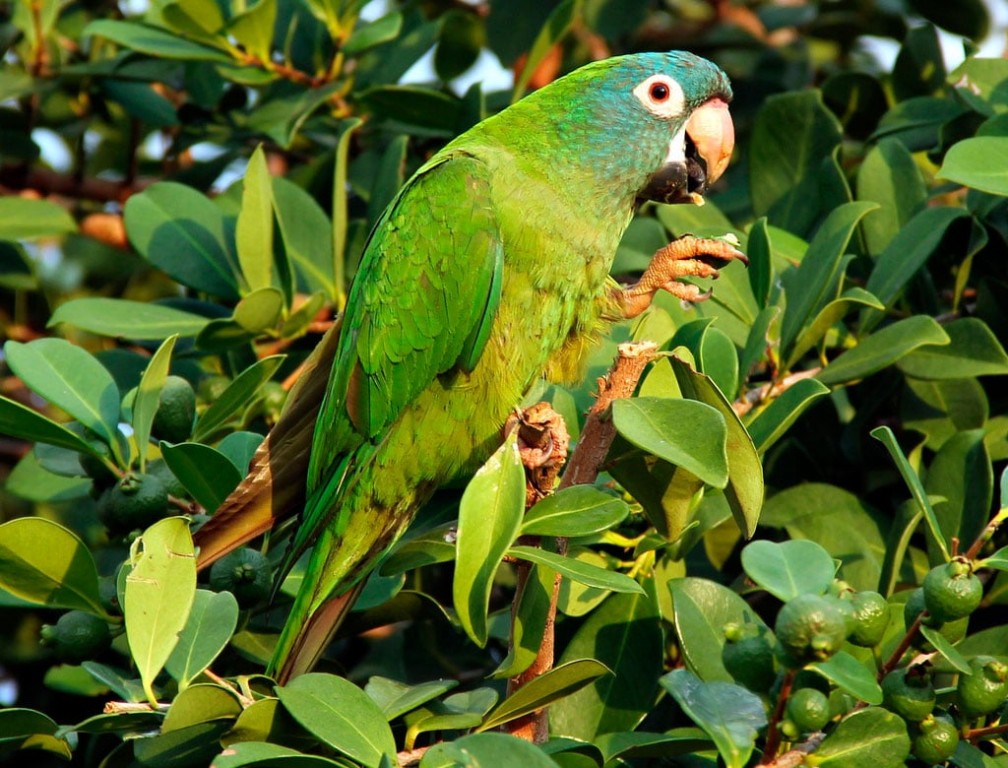 alimentacao da aratinga-de-testa-azul