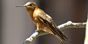 alimentacao da beija-flor-resplandecente