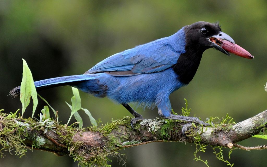 alimentacao da gralha-azul