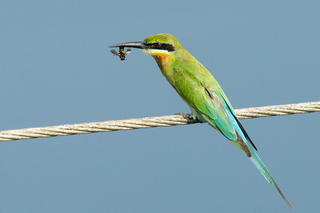 alimentacao do abelharuco-de-cauda-azul