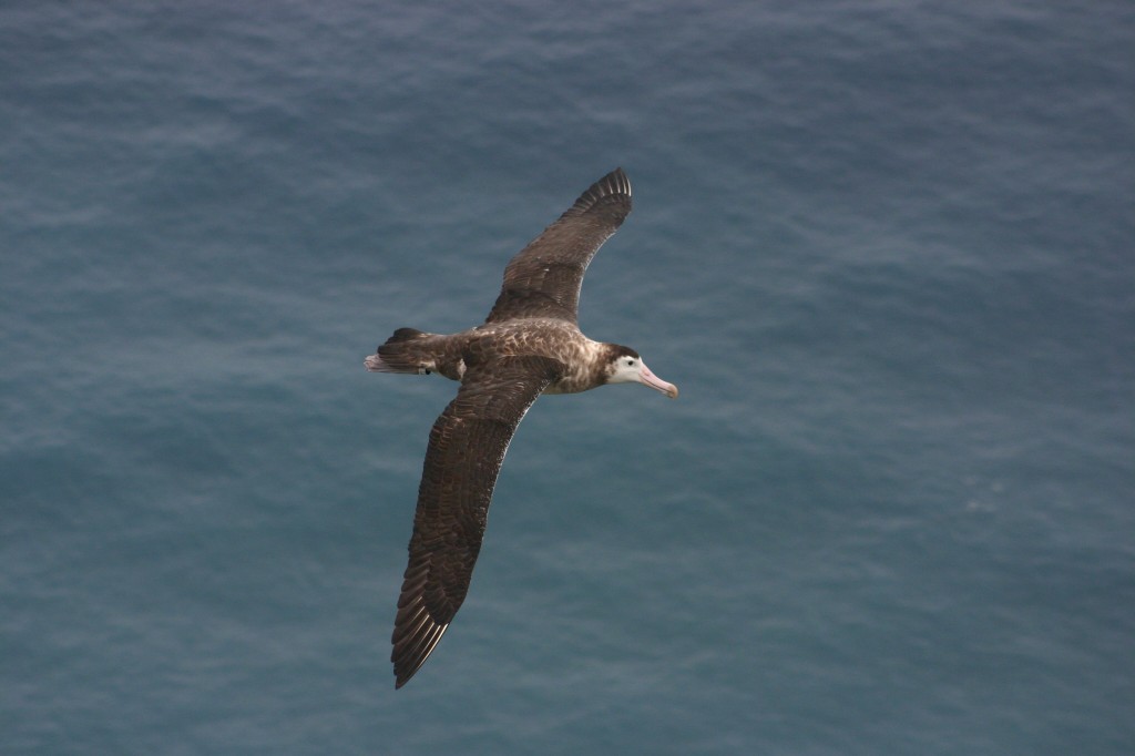 alimentacao do albatroz-de-tristao