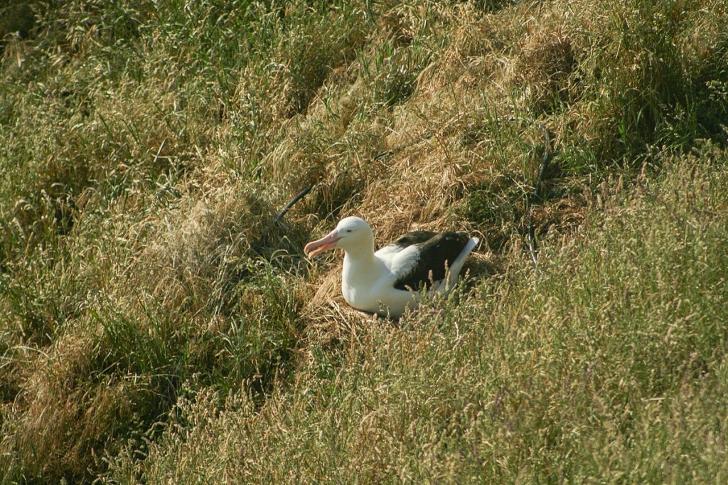 alimentacao do albatroz real do norte