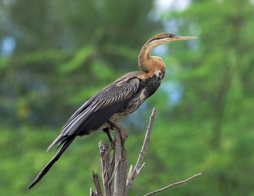 alimentacao do aninga africana