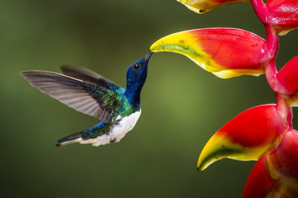 alimentacao do beija-flor-azul-de-rabo-branco