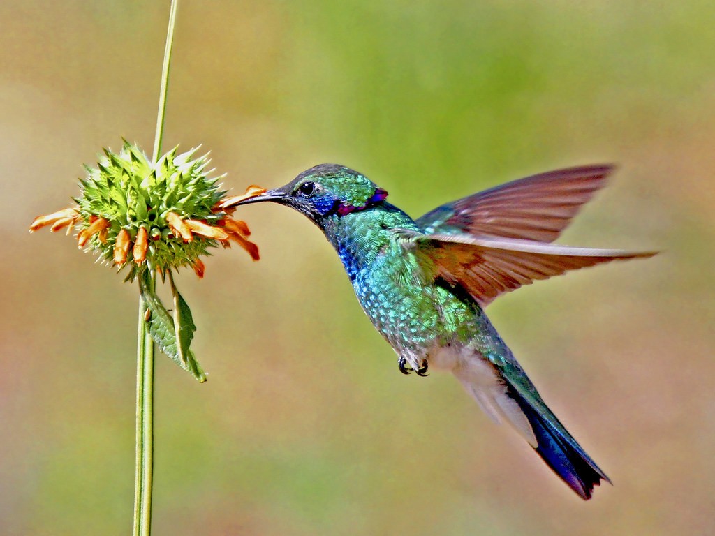 alimentacao do beija-flor-de-coroa-violeta