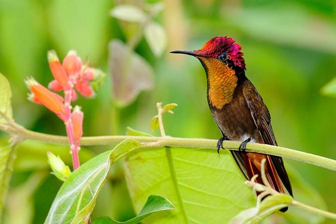 alimentacao do beija-flor-vermelho