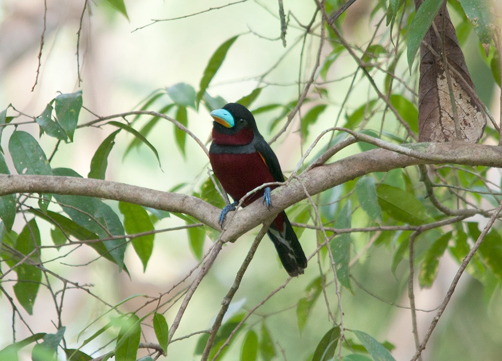 alimentacao do black-and-red broadbill