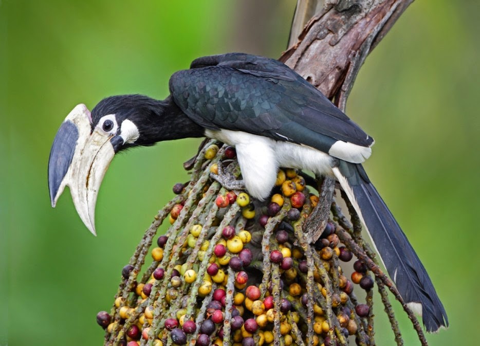 alimentacao do calau-de-malabar