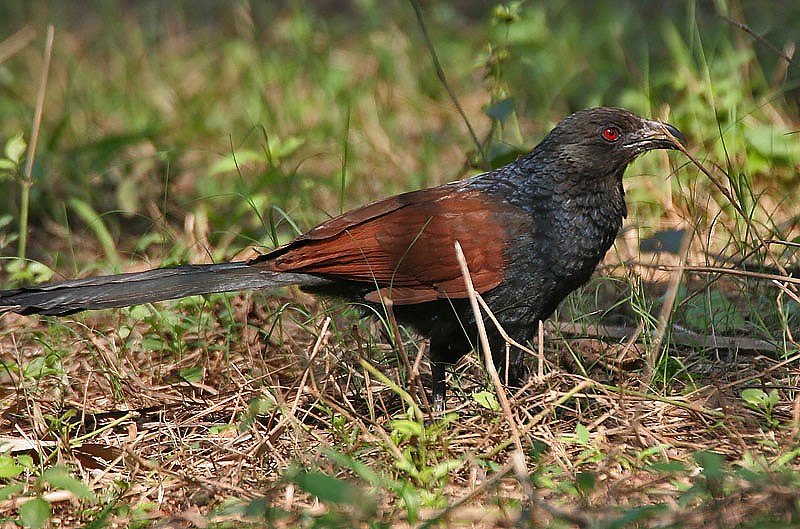 alimentacao do greater coucal