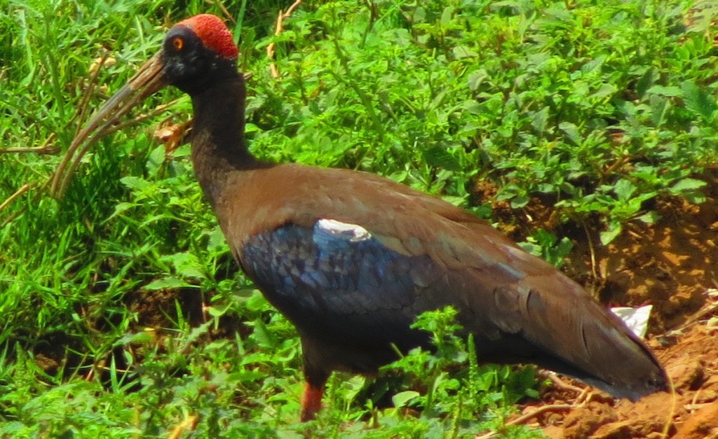 alimentacao do ibis-enrugado