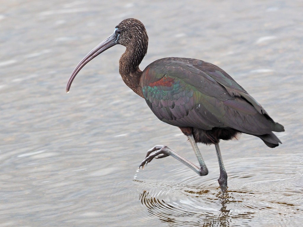 alimentacao do ibis-preto