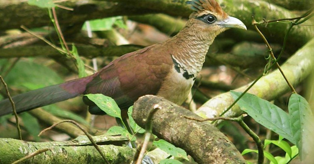 alimentacao do jacu-estalo-de-bico-verde