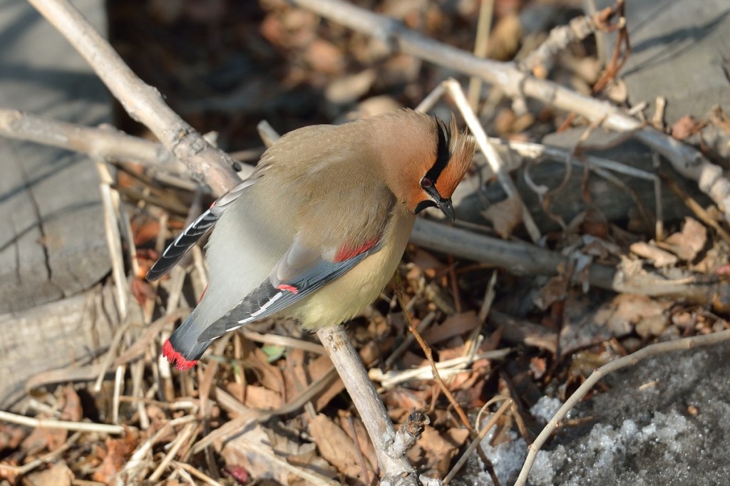 alimentacao do japanese waxwing