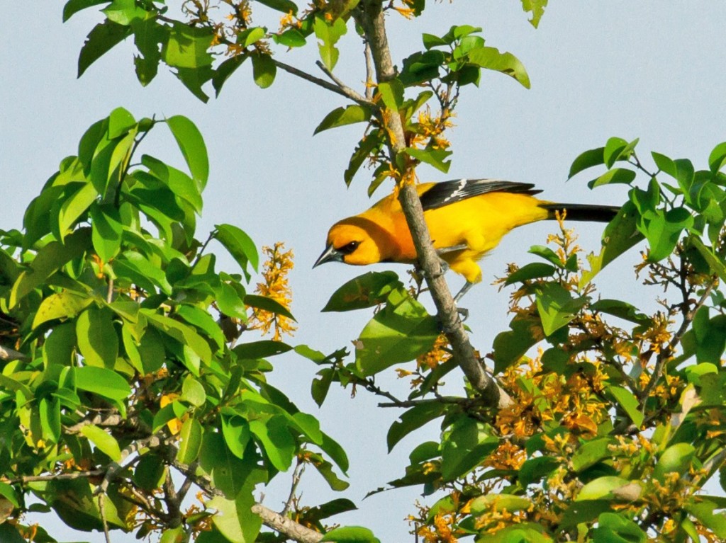 alimentacao do joao-pinto-amarelo