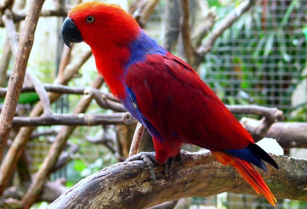 alimentacao do papagaio-eclectus