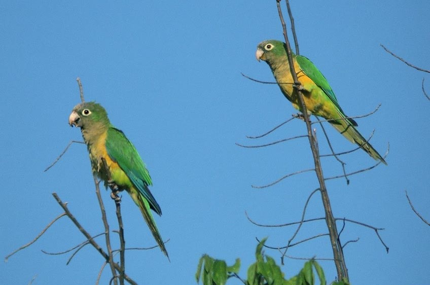 alimentacao do periquito-da-caatinga