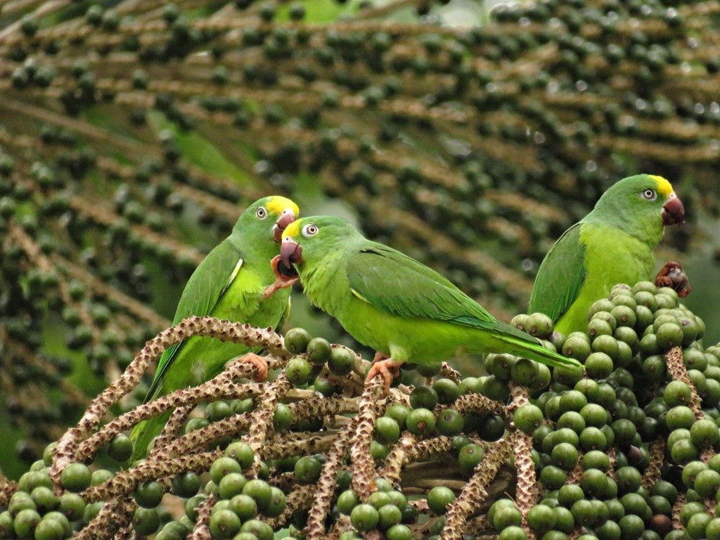 alimentacao do periquito-testinha