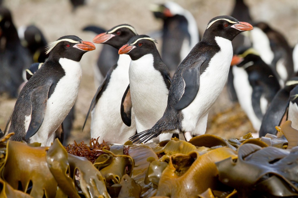 alimentacao do pinguim de crista ereta