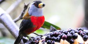 alimentacao do tucano barbet