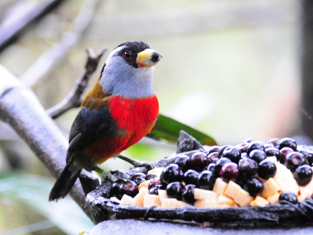 alimentacao do tucano barbet