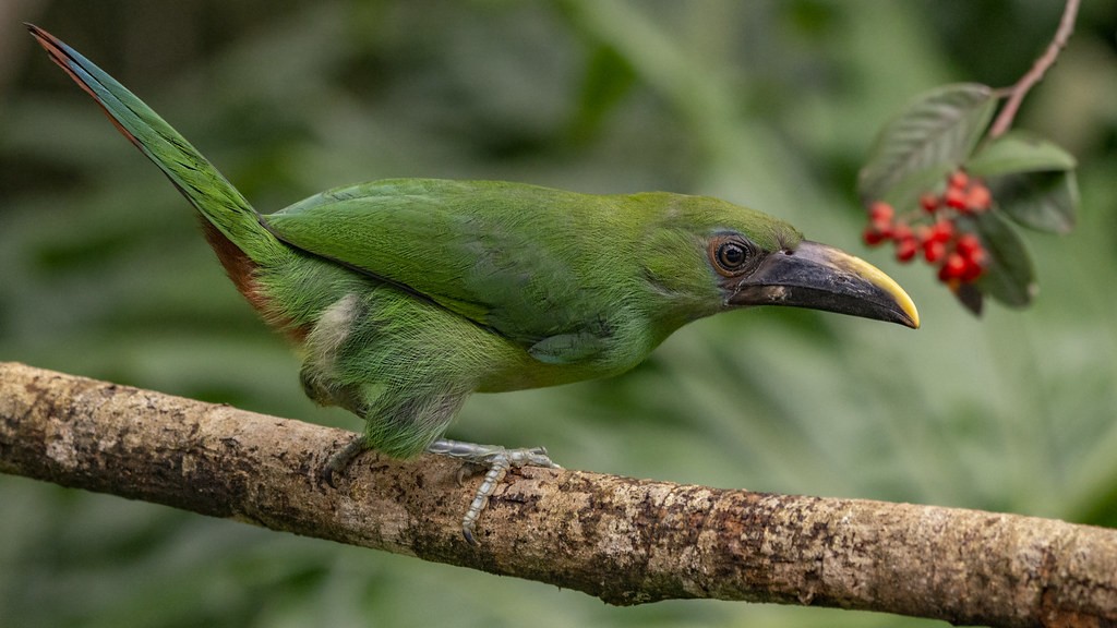 alimentacao do tucano-esmeralda