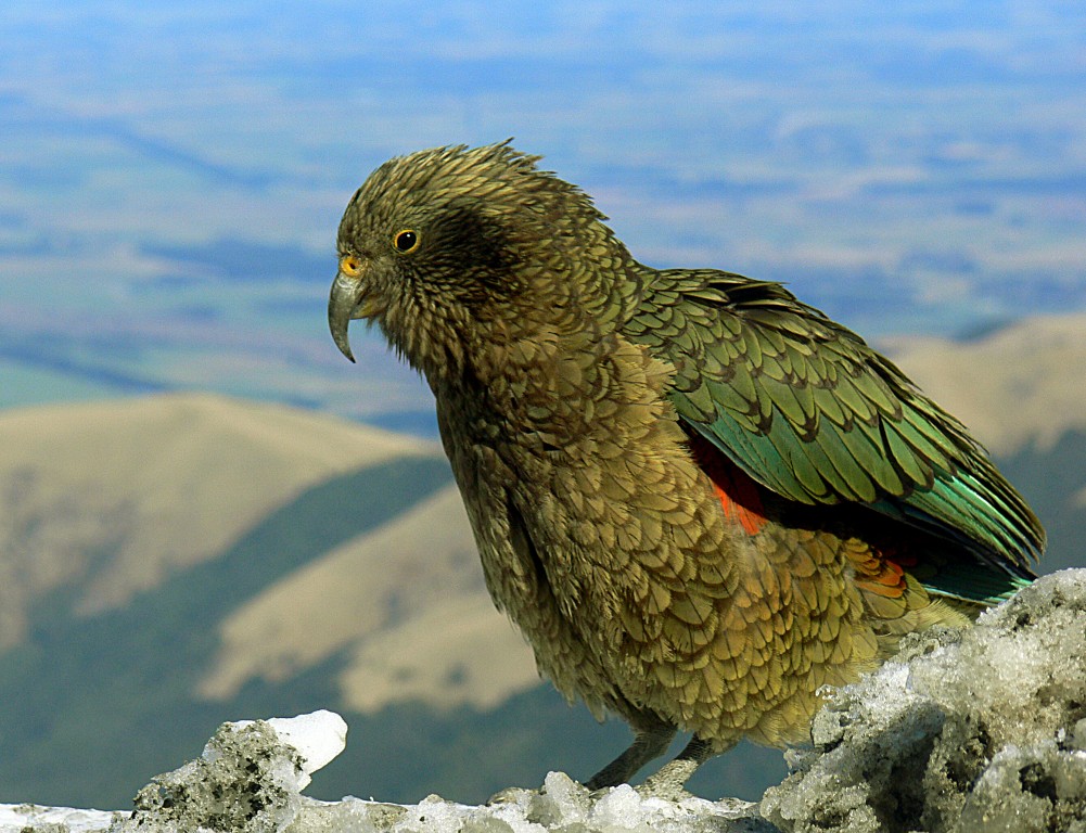 alimentacao papagaio-da-nova-zelandia