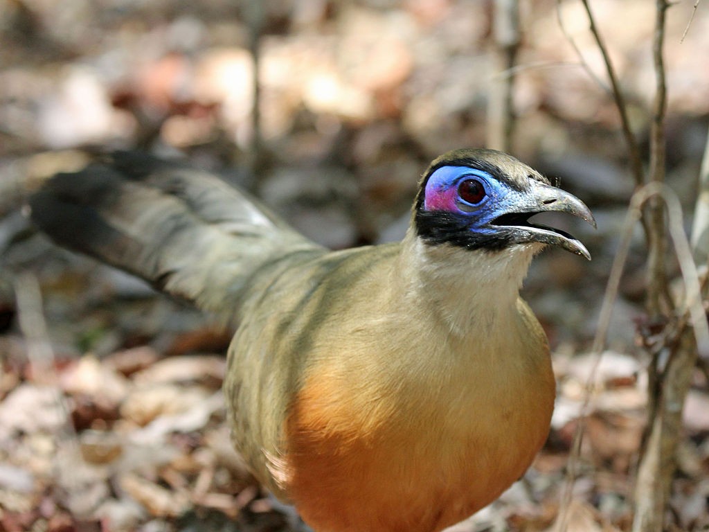 alimetacao do coua de coquerel