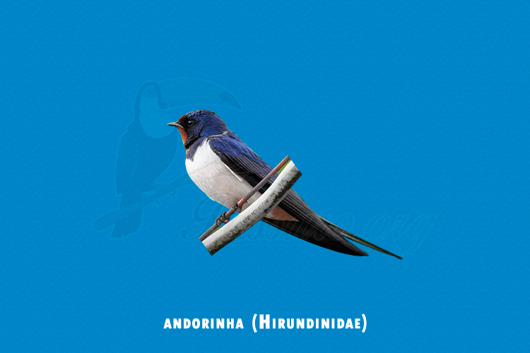 andorinha (Hirundinidae)