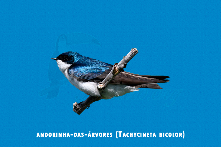 andorinha-das-árvores ( Tachycineta bicolor )