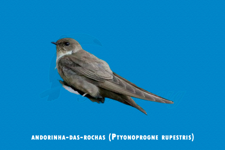 andorinha-das-rochas ( Ptyonoprogne rupestris )