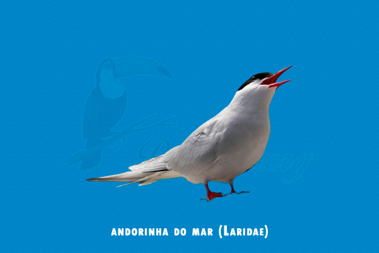 andorinha do mar (Laridae)