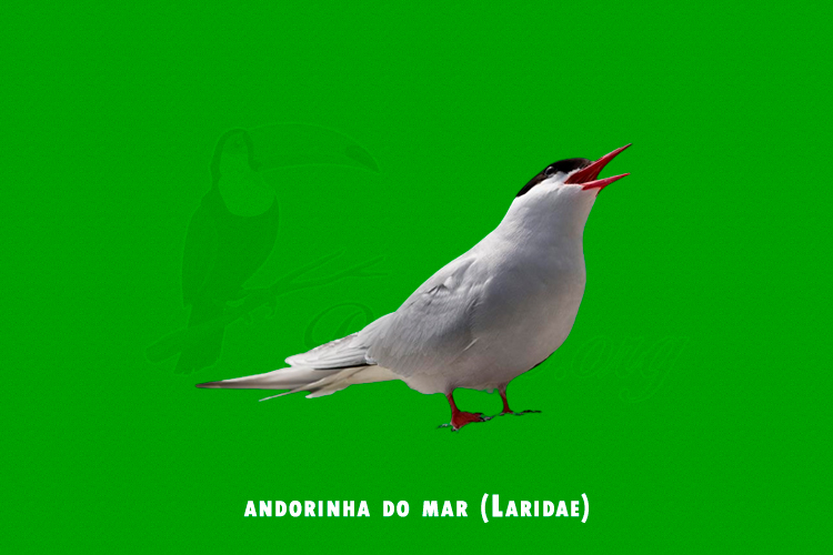 andorinha do mar (Laridae)