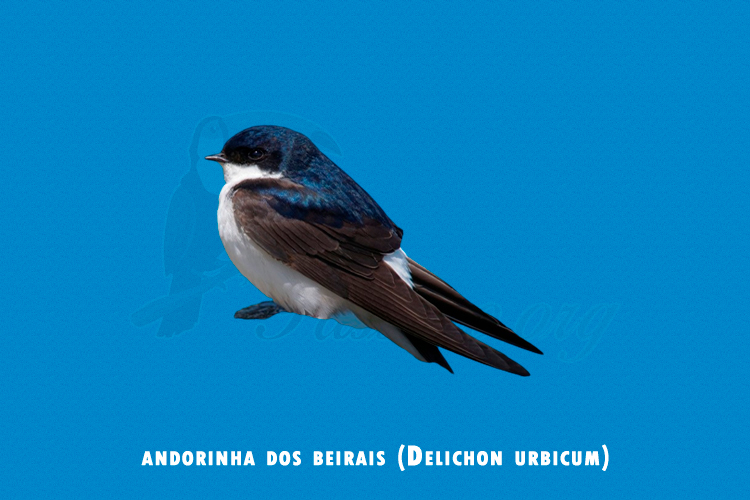 andorinha dos beirais ( Delichon urbicum)