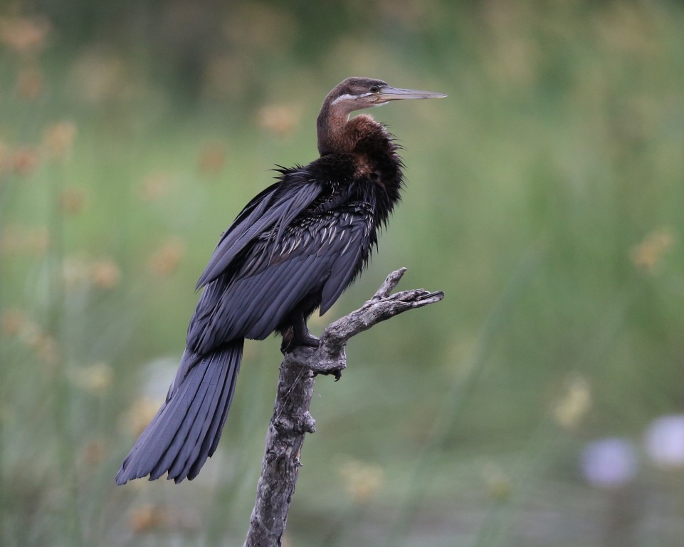 aninga africana