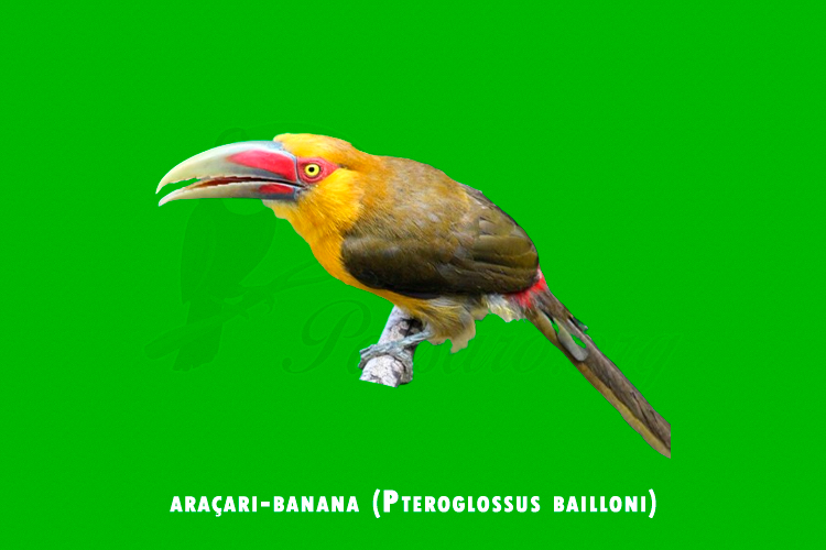 aracari-banana (Pteroglossus bailloni)